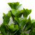 Трава искусственная -1, шт (эвкалипт лист 32 см/8 см)				 - купить в Дербенте. Цена: 169.93 руб.