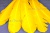 Декоративный Пучок из перьев, перо 23см/желтый - купить в Дербенте. Цена: 12.19 руб.