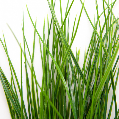 Трава искусственная -4, шт  (осока 50 см/8 см  7 листов)				 - купить в Дербенте. Цена: 130.73 руб.